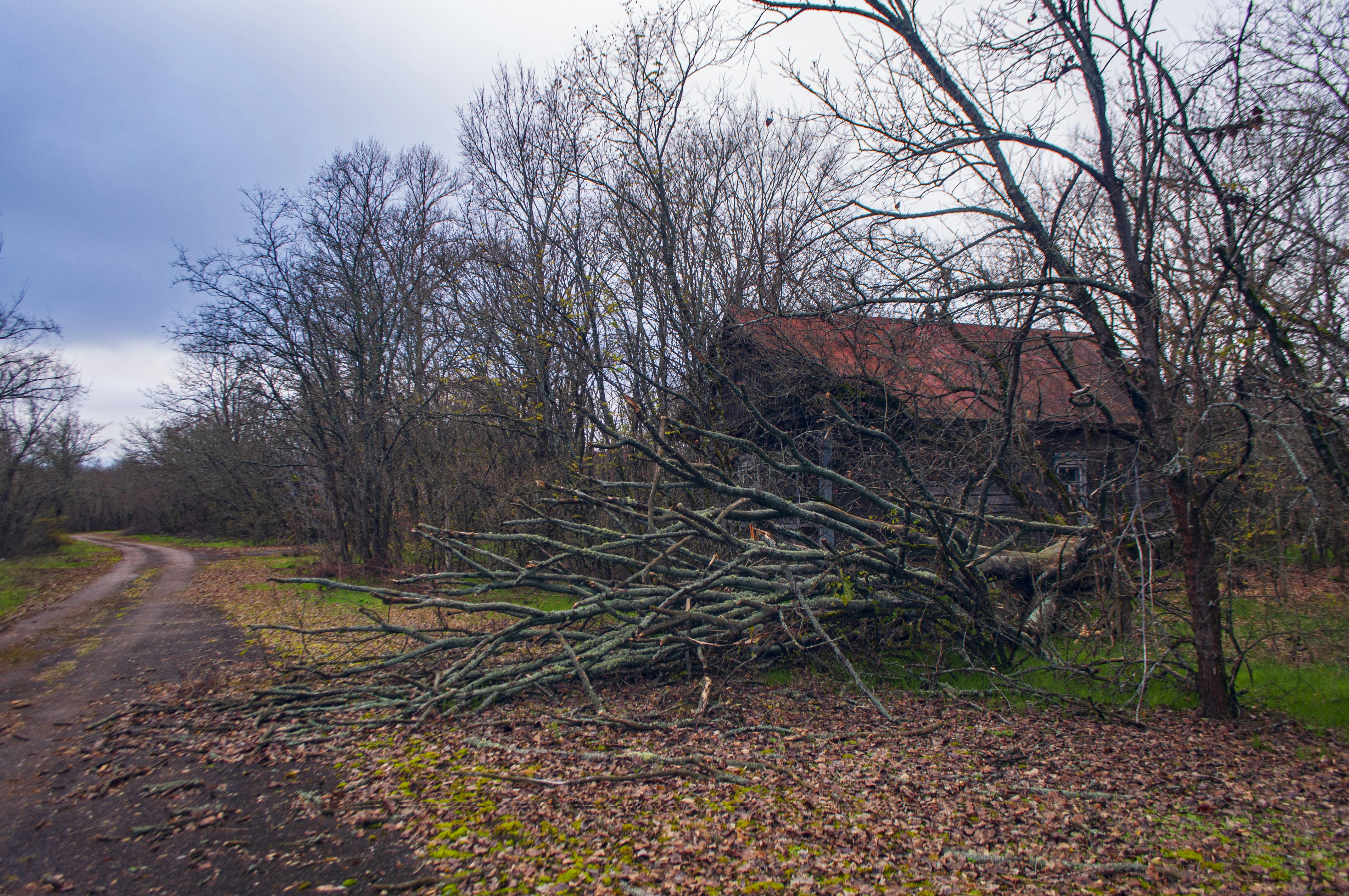 a tree fallen on the side of a road